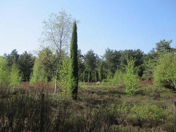 Moorlandschaft Rombergpark