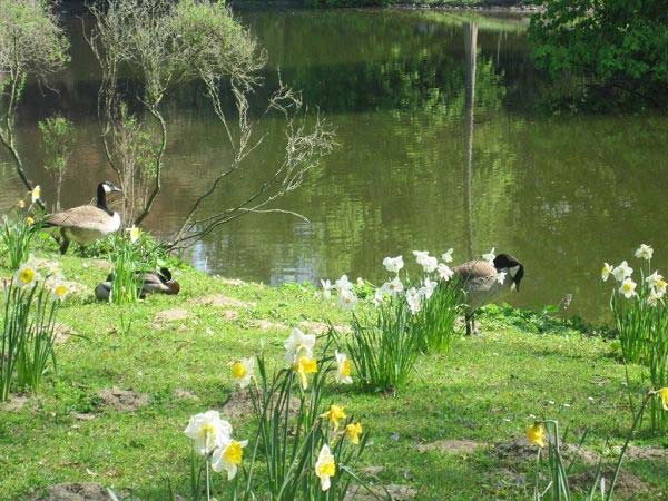 Rombergpark Frhling